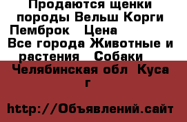 Продаются щенки породы Вельш Корги Пемброк › Цена ­ 40 000 - Все города Животные и растения » Собаки   . Челябинская обл.,Куса г.